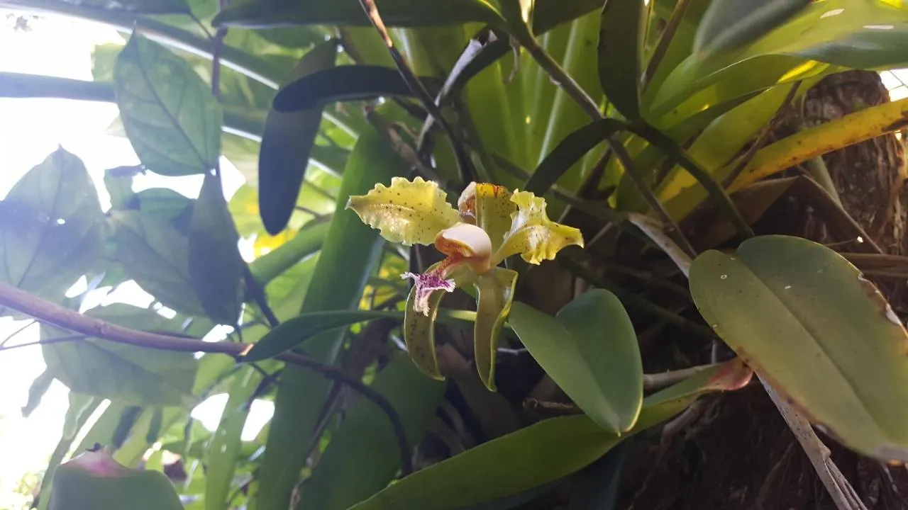 Pousada Bucaneiros Porto Seguro 2*,  Brazilië